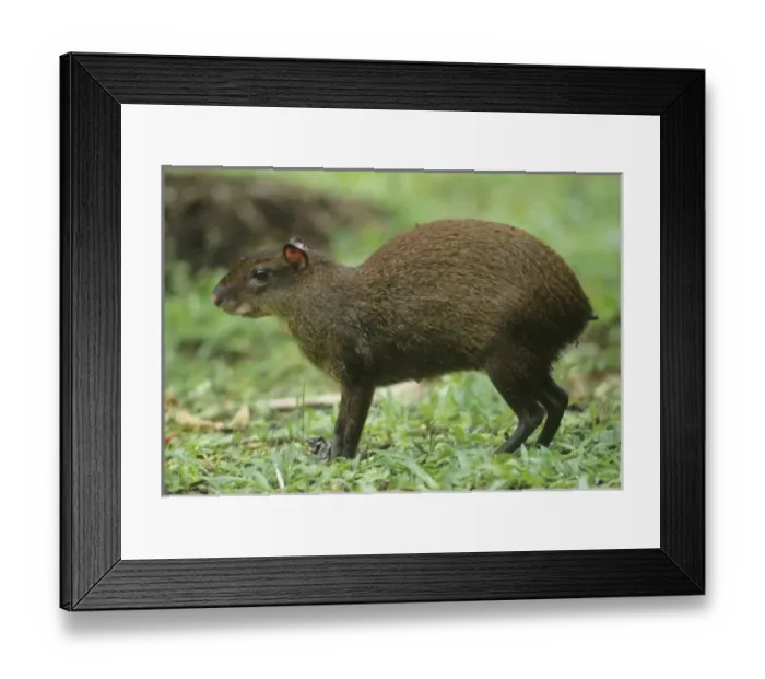 Framed Print : Central America, Costa Rica
