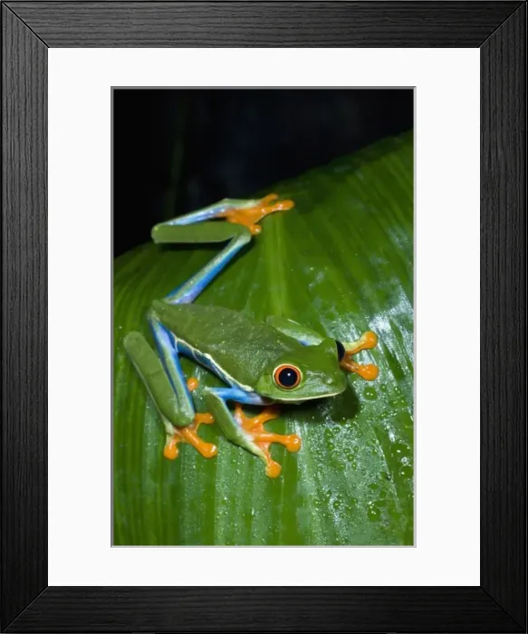 Framed Print : Costa Rica, Red-eyed Tree Frog (Agalychnis callidryas) Framed Print : Costa Rica, Red-eyed Tree Frog (Agalychnis callidryas)