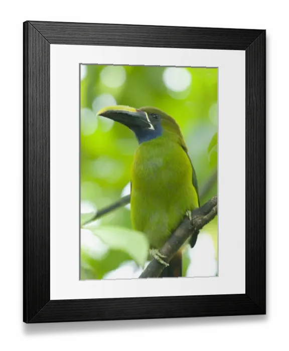 Framed Print : Central America, Costa Rica Framed Print : Central America, Costa Rica