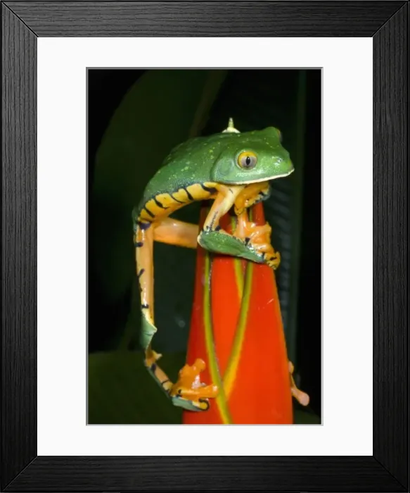 Framed Print : Splendid leaf frog (Agalychnis calcarifer) Costa Rica Framed Print : Splendid leaf frog (Agalychnis calcarifer) Costa Rica