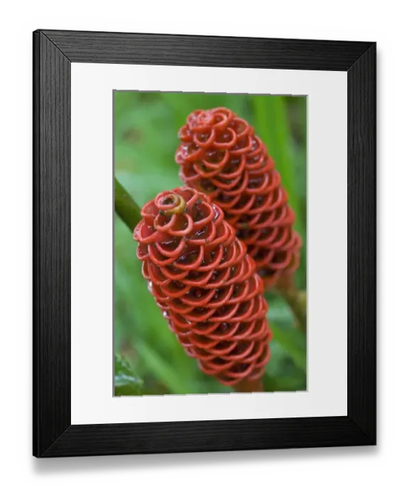 Framed Print : Beehive Ginger, (Zingiber spectabile), Sarapiqui, Costa Rica (Native to Asia) Framed Print : Beehive Ginger, (Zingiber spectabile), Sarapiqui, Costa Rica (Native to Asia)