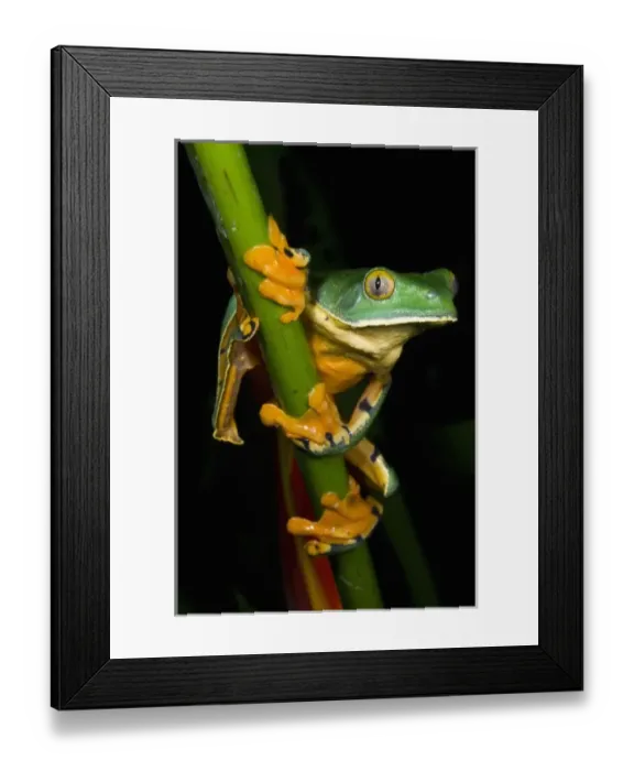 Framed Print : Unknown. Splendid leaf frog (Agalychnis calcarifer). Costa Rica