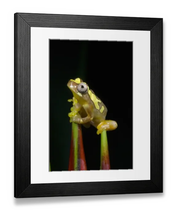 Framed Print : Central America, Costa Rica Framed Print : Central America, Costa Rica