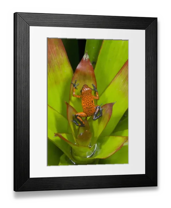 Framed Print : Central America, Costa Rica Framed Print : Central America, Costa Rica