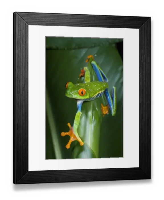 Framed Print : Red-eyed Tree Frog (Agalychnis callidryas) Costa Rica. (Not available for Textbook Framed Print : Red-eyed Tree Frog (Agalychnis callidryas) Costa Rica. (Not available for Textbook