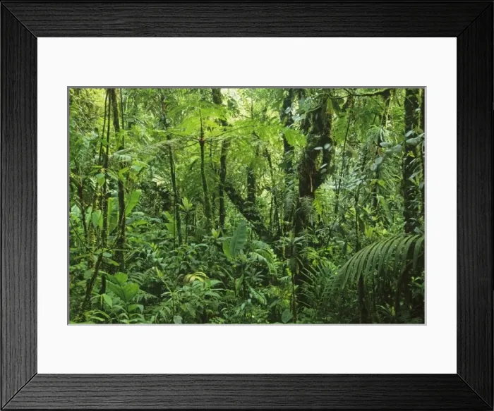 Framed Print : Costa Rica, Monteverde, Monteverde Cloud Forest, Cordillera Tilaran, dense elfin Framed Print : Costa Rica, Monteverde, Monteverde Cloud Forest, Cordillera Tilaran, dense elfin