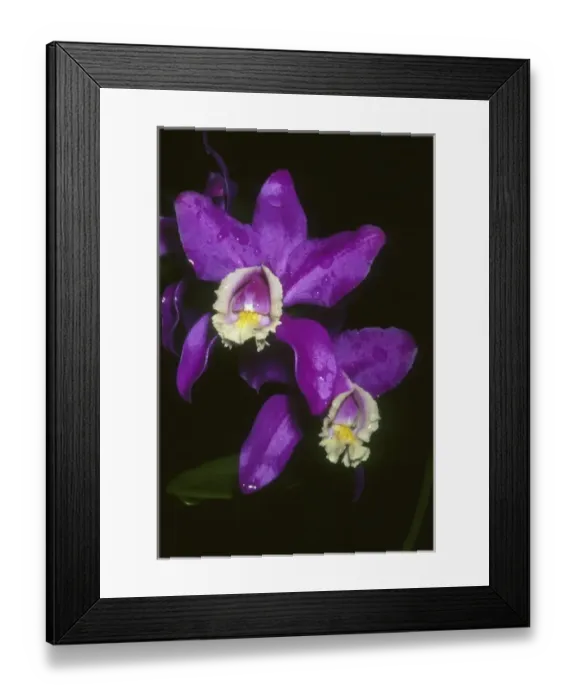 Framed Print : Orchid, (Cattleya harrisoniana), Costa Rica Framed Print : Orchid, (Cattleya harrisoniana), Costa Rica