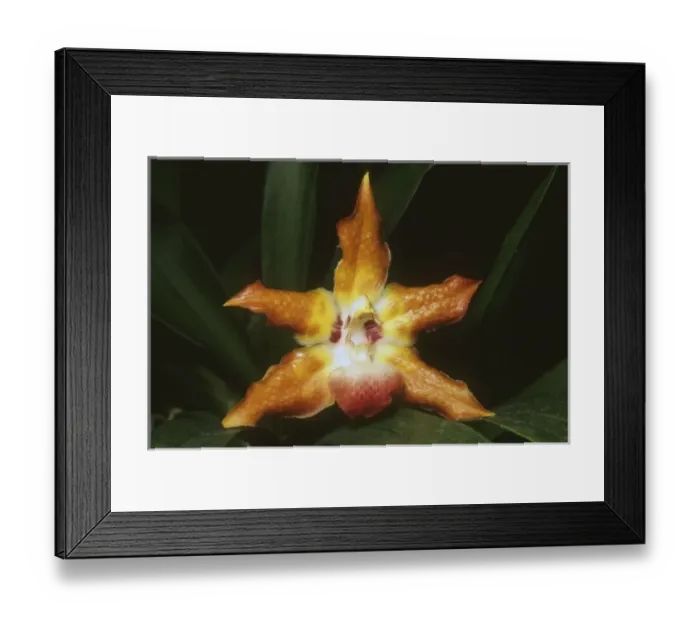 Framed Print : Orchid, (Huntleya barthii), Costa Rica Framed Print : Orchid, (Huntleya barthii), Costa Rica