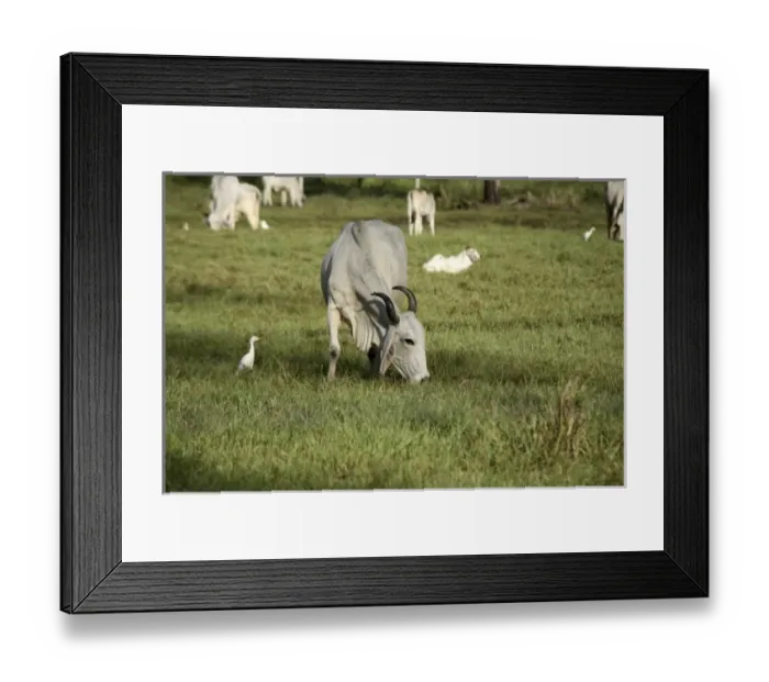 Framed Print : Central America, Costa Rica Framed Print : Central America, Costa Rica