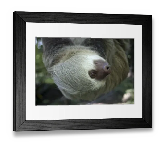 Framed Print : Central America, Latin America, Costa Rica, Golfo Dulce, Cana Blanca Wildlife Sanctuary Framed Print : Central America, Latin America, Costa Rica, Golfo Dulce, Cana Blanca Wildlife Sanctuary