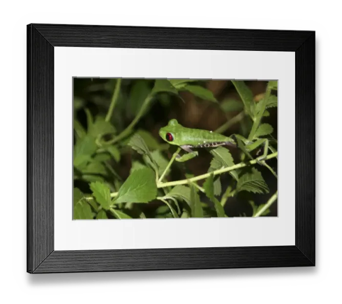 Framed Print : Central America, Costa Rica Framed Print : Central America, Costa Rica