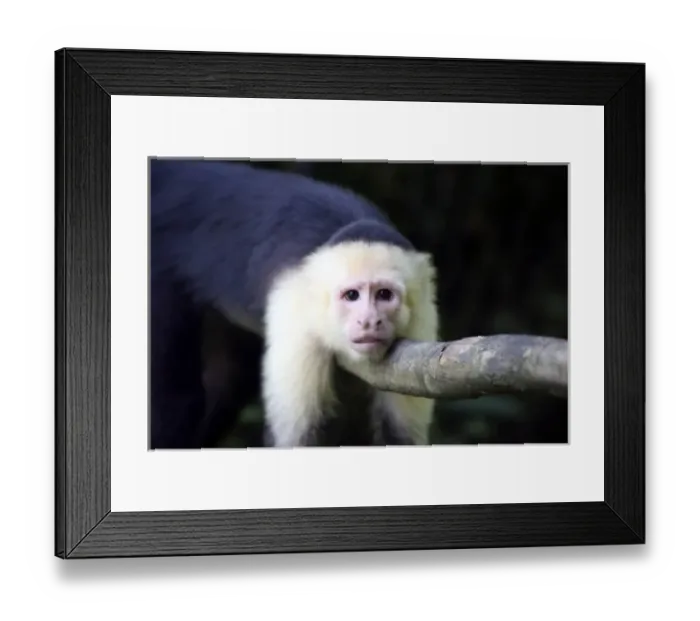 Framed Print : Costa Rica, Manuel Antonio. Capuchin, or White-Faced Monkey at Manuel Antonio National Park Framed Print : Costa Rica, Manuel Antonio. Capuchin, or White-Faced Monkey at Manuel Antonio National Park