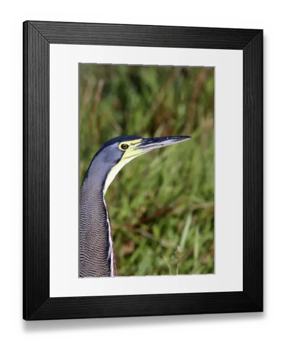 Framed Print : Central America, Costa Rica Framed Print : Central America, Costa Rica