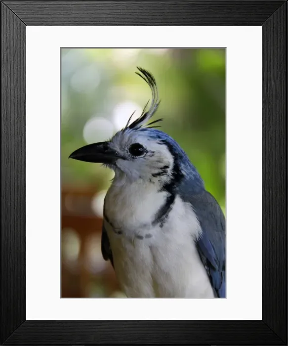 Framed Print : Central America, Costa Rica