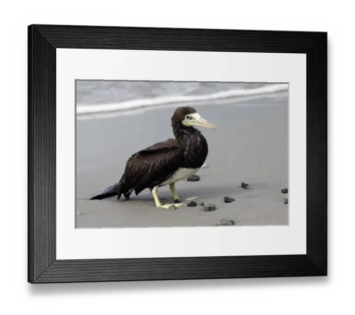 Framed Print : Costa Rica, Manuel Antonio. Brown Booby Framed Print : Costa Rica, Manuel Antonio. Brown Booby