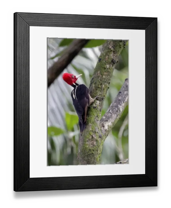 Framed Print : Central America, Costa Rica Framed Print : Central America, Costa Rica