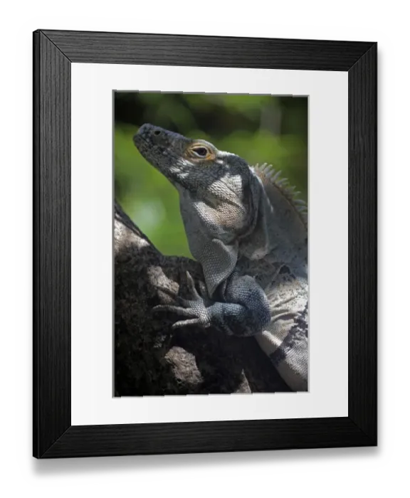 Framed Print : Costa Rica, Tamarindo. A male Green Iguana of Central America