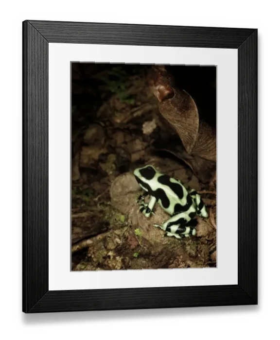 Framed Print : Green & Black poison dart frog (Dendrobates auratus) La Selva, Costa Rica