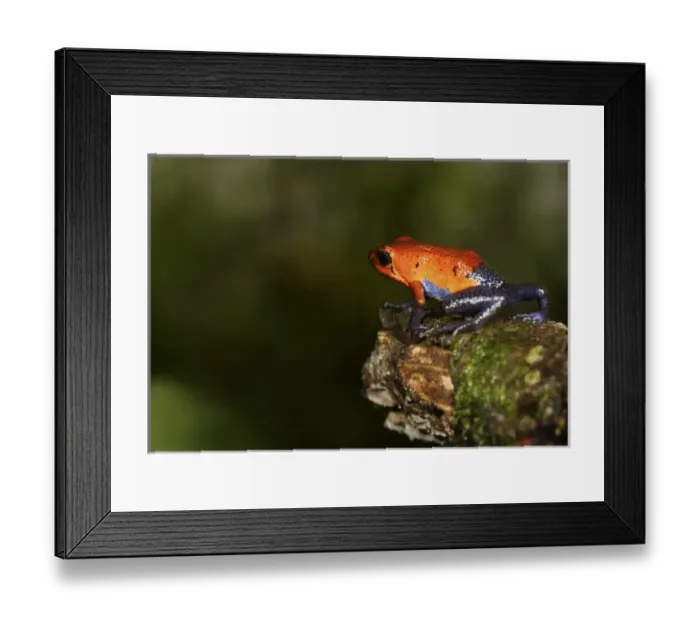 Framed Print : Strawberry Poison-dart frog (Dendrobates pumilio) La Selva, Costa Rica