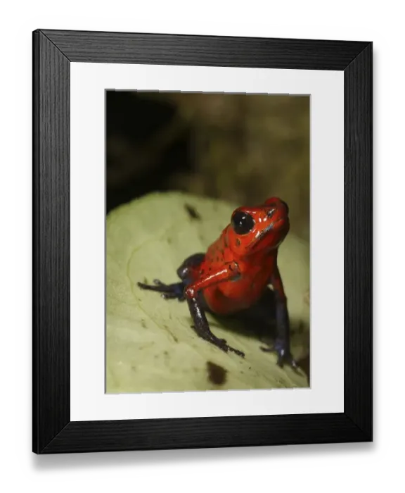 Framed Print : Central America, Costa Rica Framed Print : Central America, Costa Rica