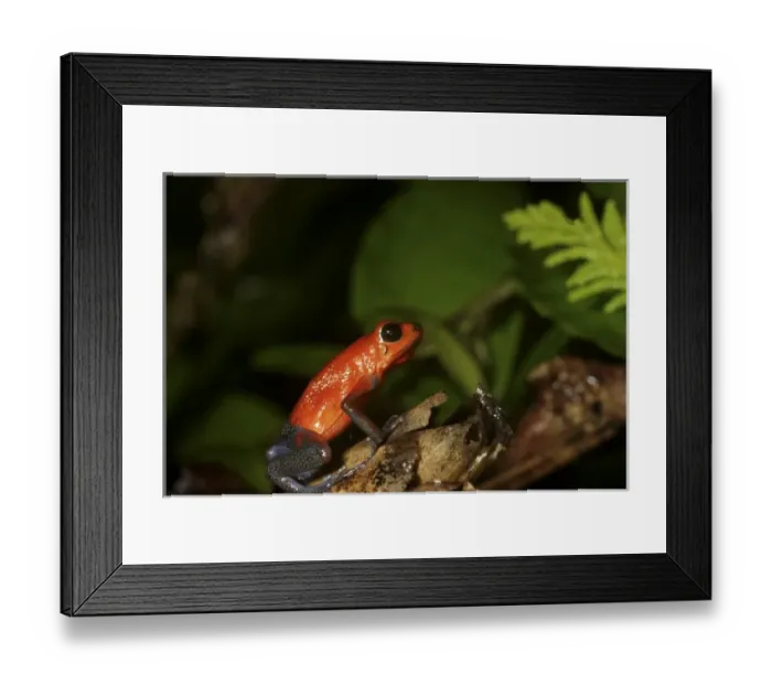Framed Print : Strawberry Poison-dart frog (Dendrobates pumilio) La Selva, Costa Rica