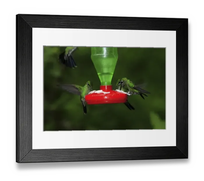 Framed Print : Female Green-crowned brillants at feeder (Heliodoxa jacula) Monteverde Cloud forest Framed Print : Female Green-crowned brillants at feeder (Heliodoxa jacula) Monteverde Cloud forest