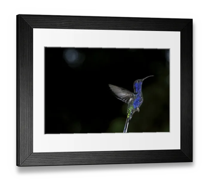 Framed Print : Violet Sabrewing in flight (Campylopterus hemileucurus) Monteverde Cloud forest Framed Print : Violet Sabrewing in flight (Campylopterus hemileucurus) Monteverde Cloud forest