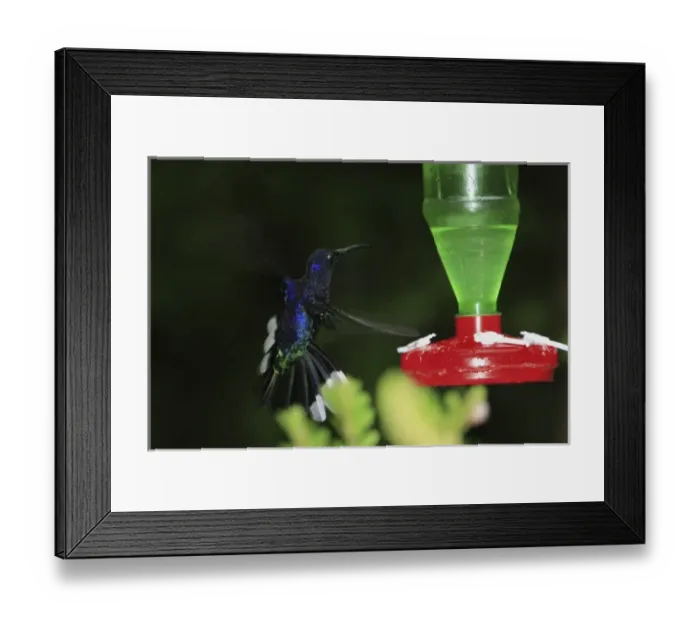 Framed Print : Central America, Costa Rica Framed Print : Central America, Costa Rica