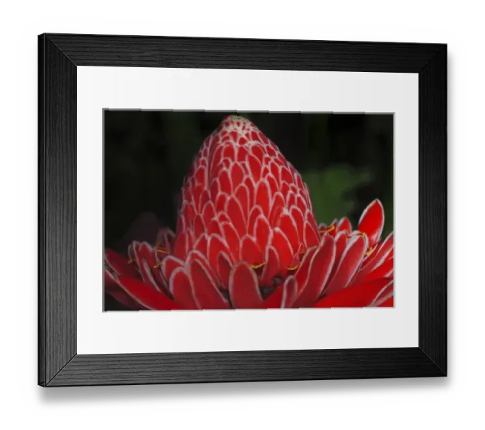 Framed Print : Emperors Torch Ginger (Etlingera elatior) Selva Verde Gardens, Costa Rica