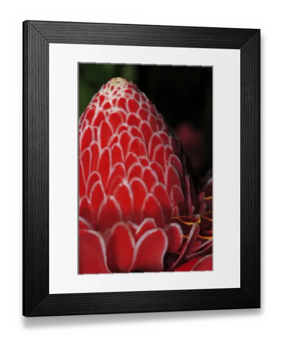 Framed Print : Emperors Torch Ginger (Etlingera elatior) Selva Verde Gardens, Costa Rica Framed Print : Emperors Torch Ginger (Etlingera elatior) Selva Verde Gardens, Costa Rica