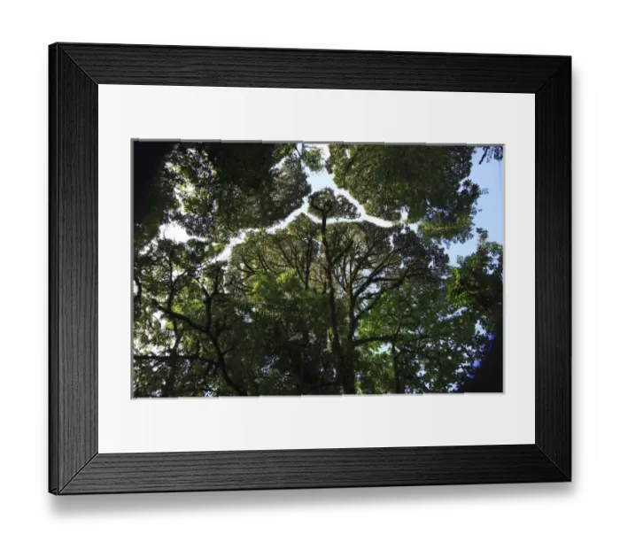 Framed Print : Cloud Forest, Monteverde, Costa Rica Framed Print : Cloud Forest, Monteverde, Costa Rica