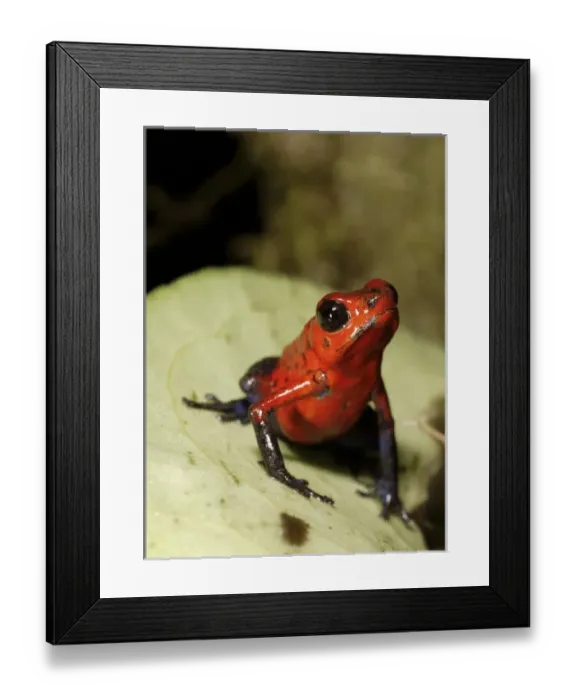 Framed Print : Central America, Costa Rica Framed Print : Central America, Costa Rica