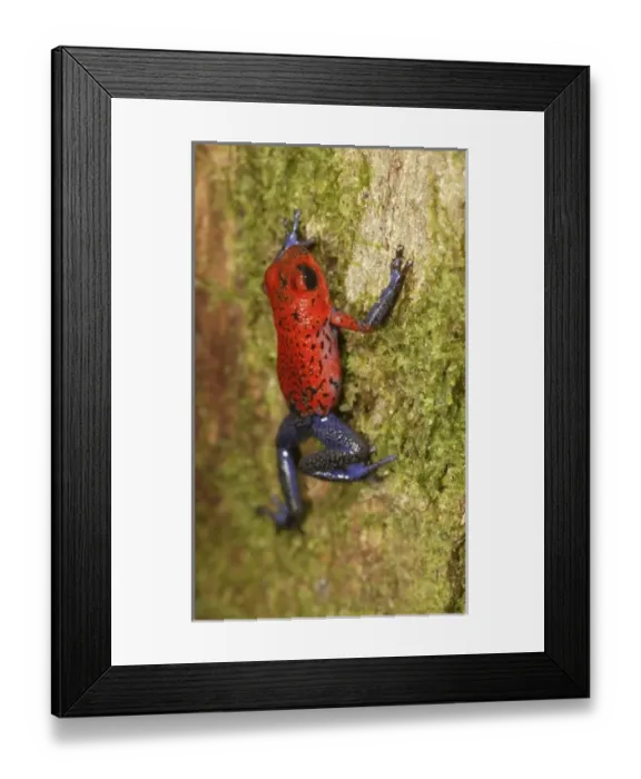 Framed Print : Central America, Costa Rica Framed Print : Central America, Costa Rica