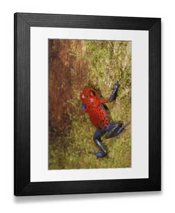 Framed Print : Central America, Costa Rica Framed Print : Central America, Costa Rica