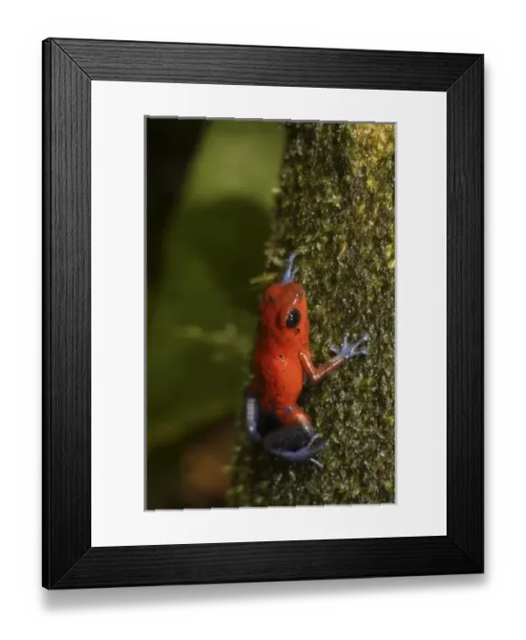 Framed Print : Strawberry Poison-dart frog (Dendrobates pumilio) La Selva, Costa Rica