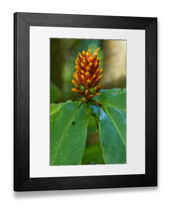 Framed Print : Costa Rica, Los Angeles Private Biological Reserve, Plant Life