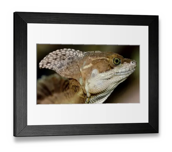 Framed Print : Central America, Costa Rica