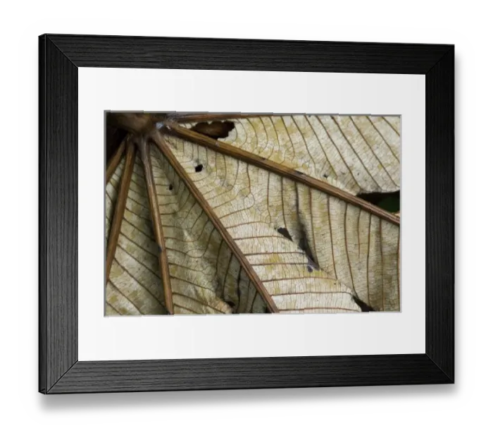 Framed Print : Central America, Costa Rica Framed Print : Central America, Costa Rica