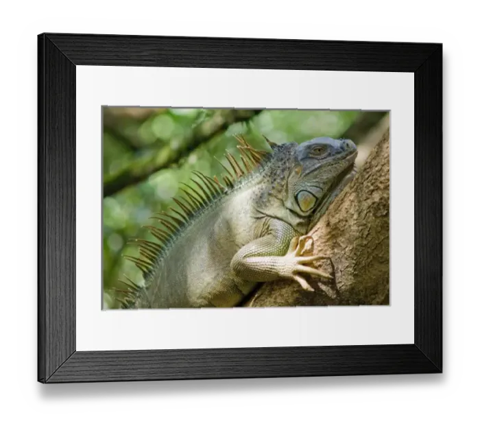 Framed Print : Central America, Costa Rica