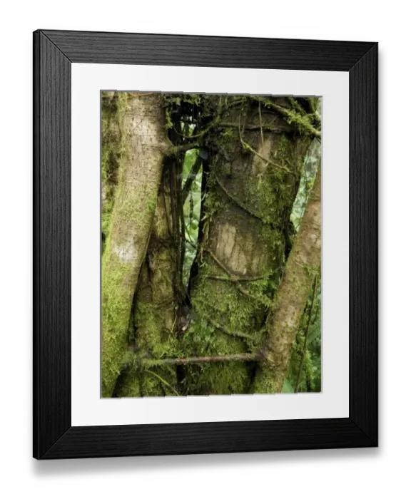 Framed Print : Central America, Costa Rica Framed Print : Central America, Costa Rica