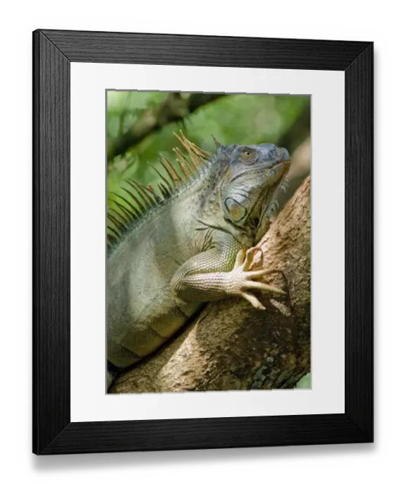 Framed Print : Central America, Costa Rica