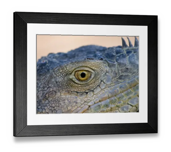 Framed Print : Costa Rica, Green Iguana, Wild, Eye Framed Print : Costa Rica, Green Iguana, Wild, Eye