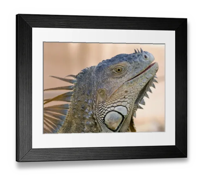 Framed Print : Central America, Costa Rica Framed Print : Central America, Costa Rica