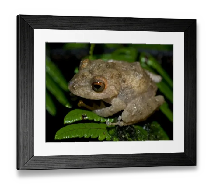 Framed Print : Costa Rica, Los Angeles Cloud Forest Reserve, genus Eleutherodactylus