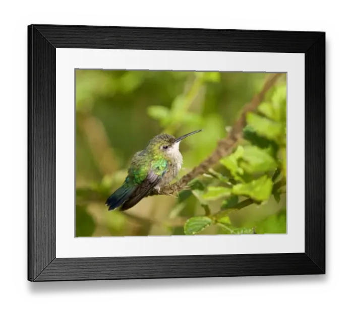 Framed Print : Central America, Costa Rica