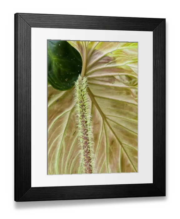 Framed Print : Central America, Costa Rica