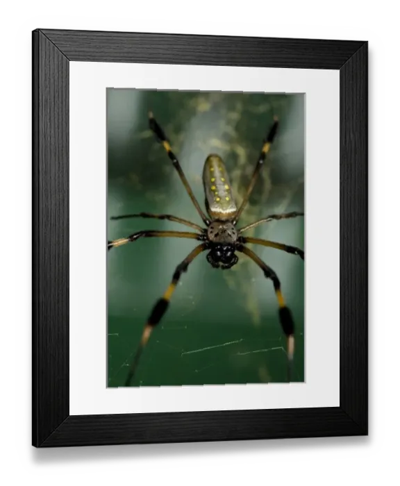 Framed Print : Costa Rica, Monte Verde, Golden Orb Weaver Framed Print : Costa Rica, Monte Verde, Golden Orb Weaver