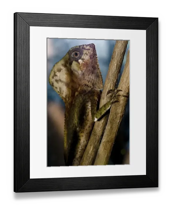 Framed Print : Costa Rica, Monte Verde, Cask-Headed Lizard, Captive Framed Print : Costa Rica, Monte Verde, Cask-Headed Lizard, Captive