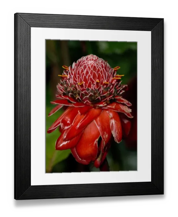 Framed Print : Costa Rica, Monte Verde, Serpentarium, Red Torch Ginger Framed Print : Costa Rica, Monte Verde, Serpentarium, Red Torch Ginger