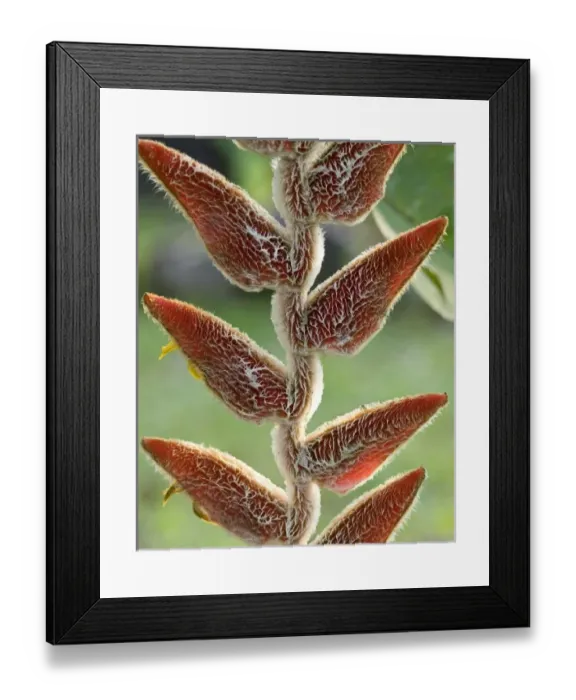 Framed Print : Central America, Costa Rica Framed Print : Central America, Costa Rica